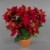 Seidenblumen Roß Weihnachtsstern Nature 38cm samt-rot im Topf PM künstliche Blume Kunstpflanze Kunstblumen Poinsettie - 1