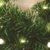 Spetebo Weihnachtsgirlande mit 70 warmweißen LEDs - 540 cm/Batterie und Timer - Tannengirlande Girlande Innen und Außen - 3