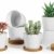 T4U 8cm Keramik Sukkulenten Kaktus Töpfe mit Untersetzer Rund 6er-Set, Klein Blumentopf Weiß für Moos Mini Zimmerpflanzen - 1