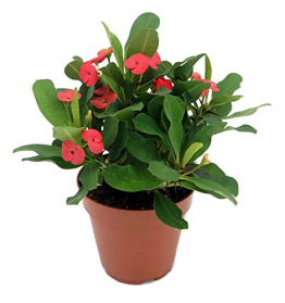 Christusdorn (Euphorbia millii), im 12cm Topf, (Sorte: Vulcanus, rot) - 1