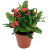 Christusdorn (Euphorbia millii), im 12cm Topf, (Sorte: Vulcanus, rot) - 1