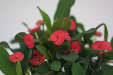 Christusdorn (Euphorbia millii), im 12cm Topf, (Sorte: Vulcanus, rot) - 2