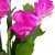 Fangblatt - Schlumbergera Esperito - Weihnachtskaktus mit pinken Blüten - hängender Kaktus - pflegeleichte Sukkuelnte - 2