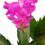 Fangblatt - Schlumbergera Esperito - Weihnachtskaktus mit pinken Blüten - hängender Kaktus - pflegeleichte Sukkuelnte - 3