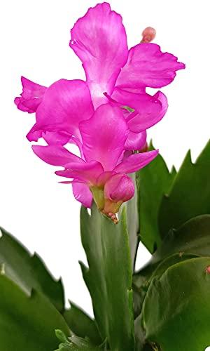 Fangblatt - Schlumbergera Esperito - Weihnachtskaktus mit pinken Blüten - hängender Kaktus - pflegeleichte Sukkuelnte - 3