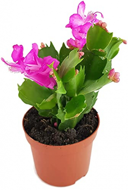 Fangblatt - Schlumbergera Esperito - Weihnachtskaktus mit pinken Blüten - hängender Kaktus - pflegeleichte Sukkuelnte - 1