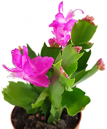 Fangblatt - Schlumbergera Esperito - Weihnachtskaktus mit pinken Blüten - hängender Kaktus - pflegeleichte Sukkuelnte - 4