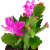 Fangblatt - Schlumbergera Esperito - Weihnachtskaktus mit pinken Blüten - hängender Kaktus - pflegeleichte Sukkuelnte - 4