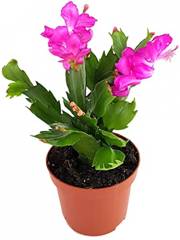 Fangblatt - Schlumbergera Esperito - Weihnachtskaktus mit pinken Blüten - hängender Kaktus - pflegeleichte Sukkuelnte - 5