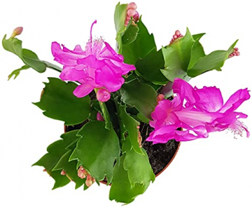 Fangblatt - Schlumbergera Esperito - Weihnachtskaktus mit pinken Blüten - hängender Kaktus - pflegeleichte Sukkuelnte - 6