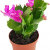 Fangblatt - Schlumbergera Esperito - Weihnachtskaktus mit pinken Blüten - hängender Kaktus - pflegeleichte Sukkuelnte - 1