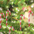 LIHAO 12 Stück Zuckerstange Weihnachtsbaumschmuck Anhänger Weihnachten Christsbaumsdeko Baumbehang Weihnachten weiß rot - 3