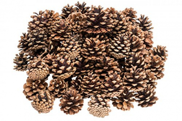 NaDeco Tannenzapfen ca. 5-6cm 1kg Pinus nigra Schwarzkiefern Zapfen Kiefernzapfen Tannen Zapfen Naturzapfen Weihnachtsdeko Adventsdeko - 2