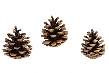 NaDeco Tannenzapfen ca. 5-6cm 1kg Pinus nigra Schwarzkiefern Zapfen Kiefernzapfen Tannen Zapfen Naturzapfen Weihnachtsdeko Adventsdeko - 3
