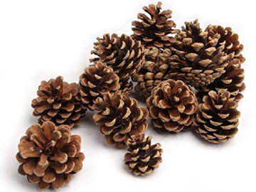 NaDeco Tannenzapfen ca. 5-6cm 1kg Pinus nigra Schwarzkiefern Zapfen Kiefernzapfen Tannen Zapfen Naturzapfen Weihnachtsdeko Adventsdeko - 1