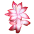 Schlumbergera | 2er Set Weihnachtskaktus | Zimmerpflanze mit roter Blüte | Höhe 25-30cm | Topf-Ø 13cm - 2