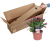 Schlumbergera | 2er Set Weihnachtskaktus | Zimmerpflanze mit roter Blüte | Höhe 25-30cm | Topf-Ø 13cm - 3