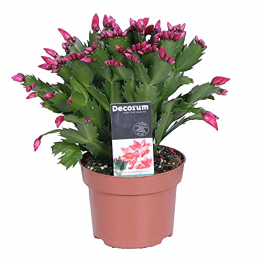 Schlumbergera | 2er Set Weihnachtskaktus | Zimmerpflanze mit roter Blüte | Höhe 25-30cm | Topf-Ø 13cm - 1