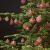 Weihnachtskugeln Glas Landhaus Stil antik 8x8x8cm Christbaumkugeln Baumbehang Weihnachtsbaumkugeln Christkugeln Baumschmuck Shabby chic (rot Gold 12 Stück GP 4,99/STK.) - 2