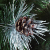DWA Künstlicher Christbaum Weihnachtsbaum Schnee bedeckte Kiefer mit Kristallen traditionell waldgrün luxuriös mit Ständer groß - 220 cm - Snow-Covered Pine - 2