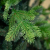 Giulia Grillo Künstlicher Weichnachtsbaum 210 cm Dicht, 2382 Zweige, Weihnachtsbaum Luxury grün mit Spitzen realistisch, PE/PVC, grün - 2