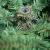Giulia Grillo Künstlicher Weichnachtsbaum 210 cm Dicht, 2382 Zweige, Weihnachtsbaum Luxury grün mit Spitzen realistisch, PE/PVC, grün - 3