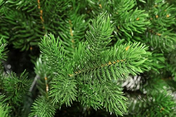 EveXmas- Altair -95cm- Hochwertiger künstlicher Weihnachtsbaum – Einfach zu montieren Wunderschöne Baumspitzen aus 100% PE - Sehr natürlich aussehender Baum - 4
